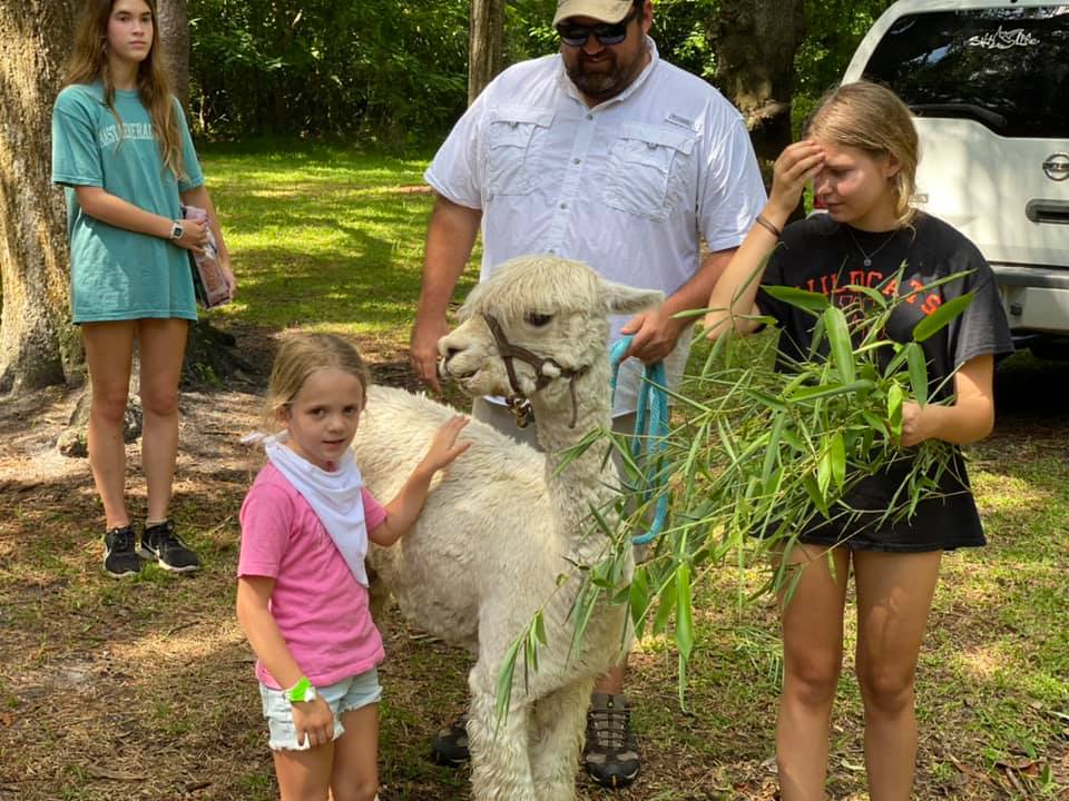 alpaca visit to the nature camp 2021 summer session